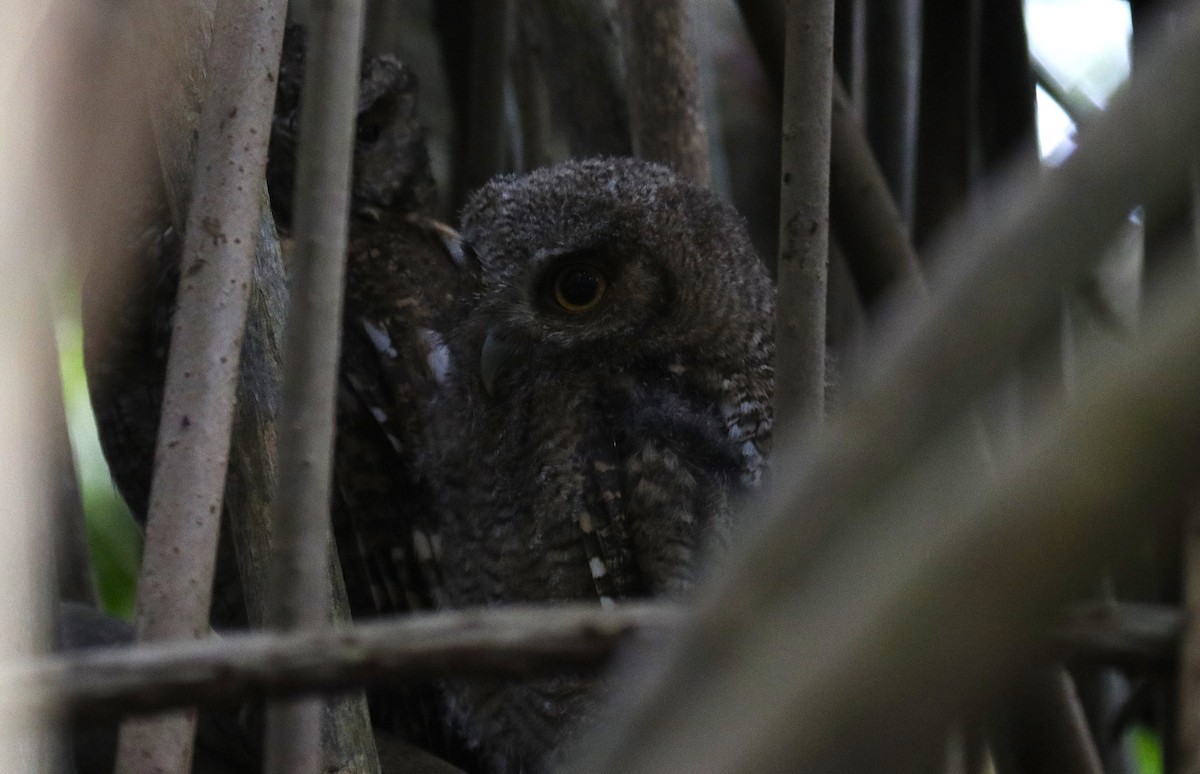 Tropical Screech-Owl - ML635136606