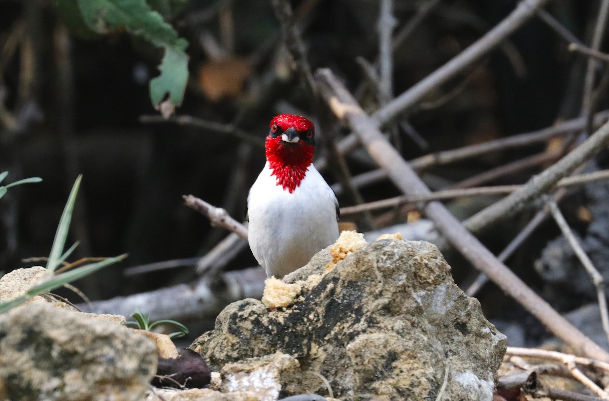 Masked Cardinal - ML635136623