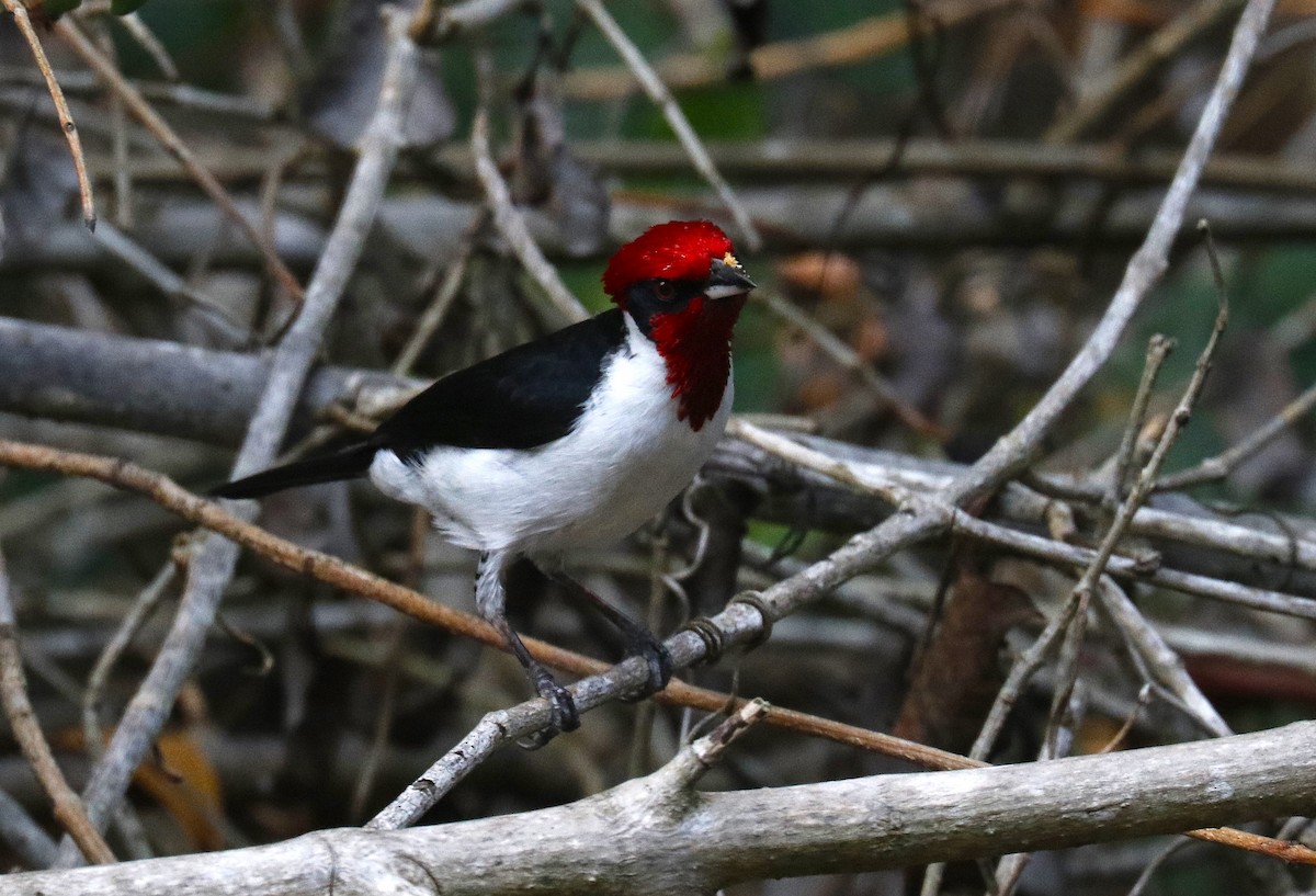 Masked Cardinal - ML635136638