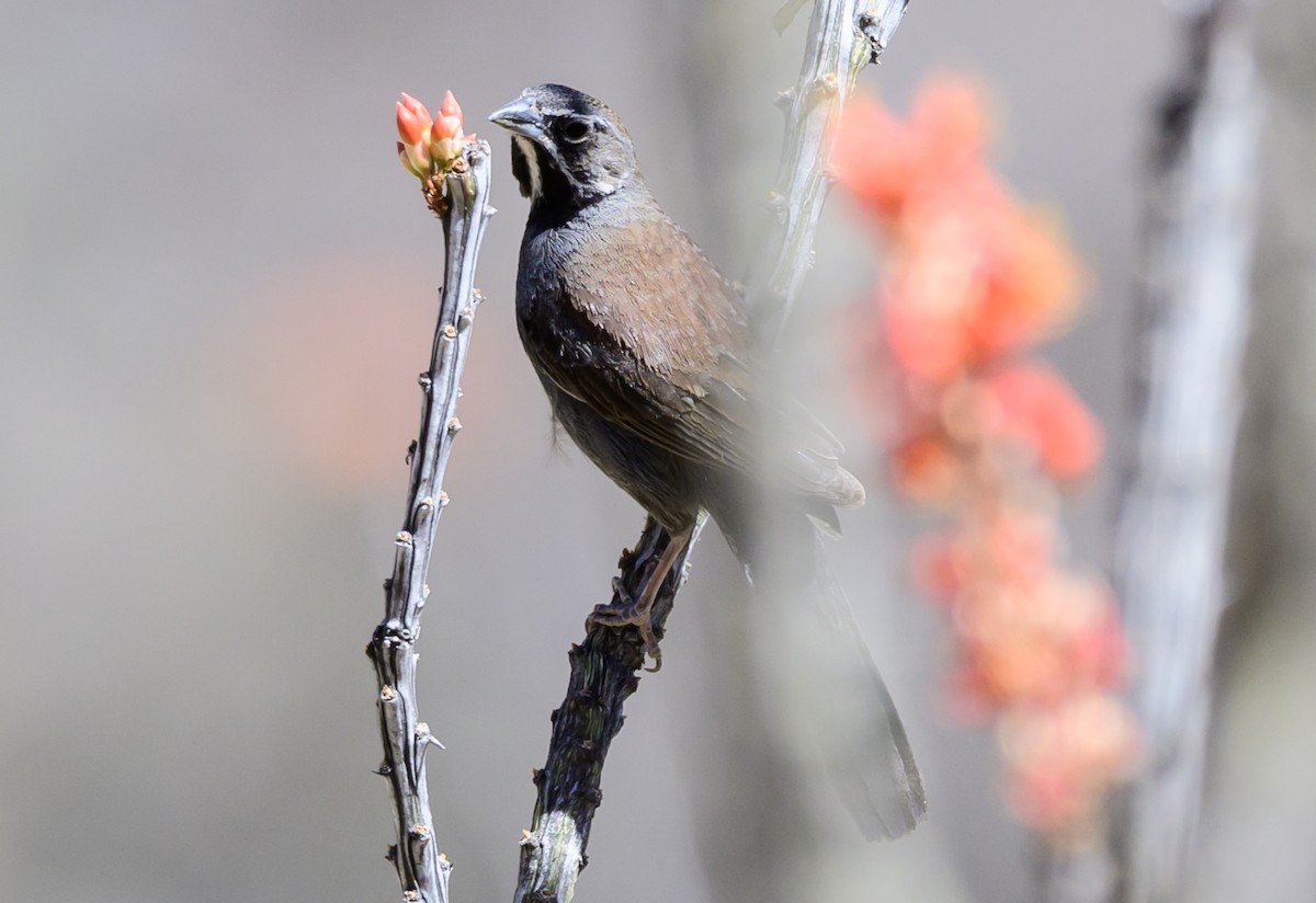 Five-striped Sparrow - ML635136695