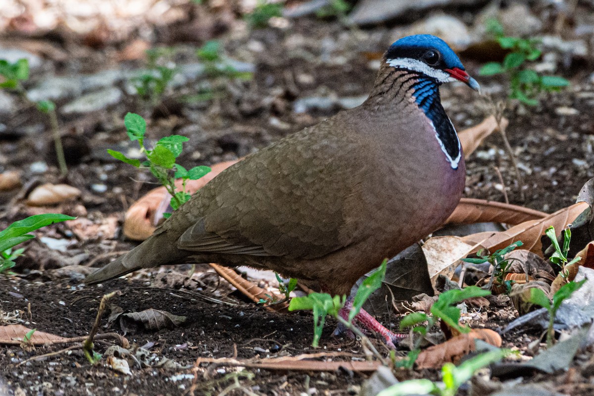 Blue-headed Quail-Dove - ML635136712