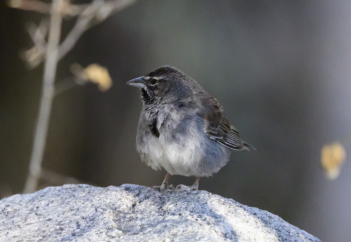 Five-striped Sparrow - ML635136891