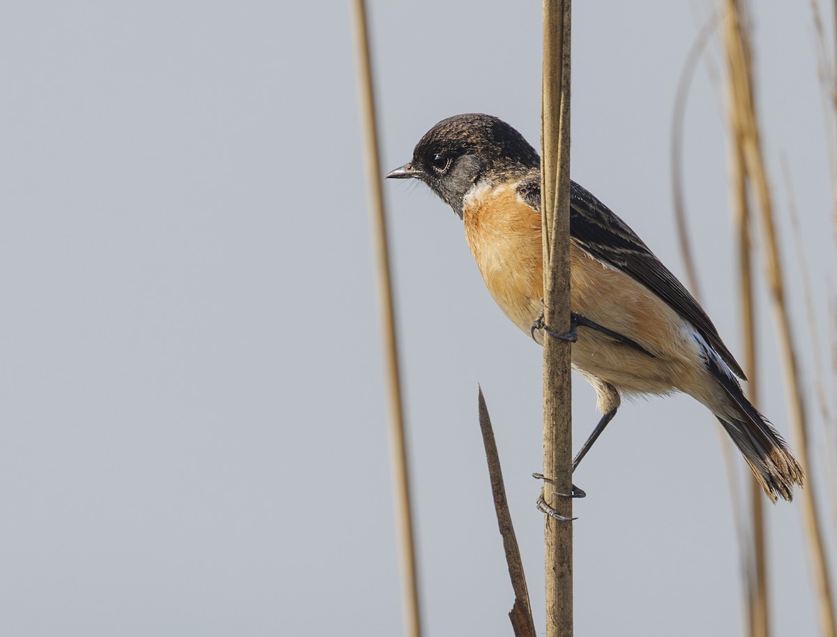 Siberian Stonechat (Siberian) - ML635136917