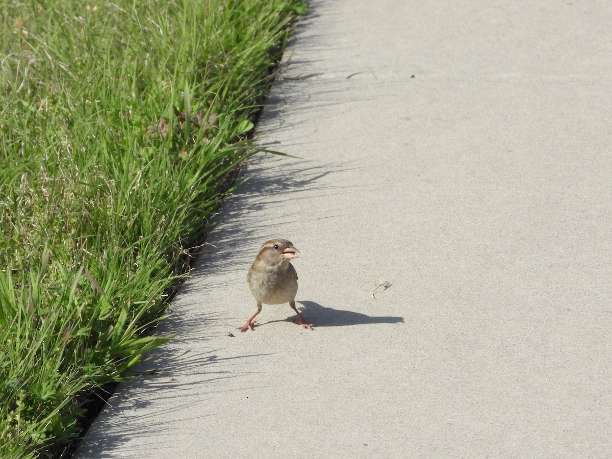 House Sparrow - ML635136965