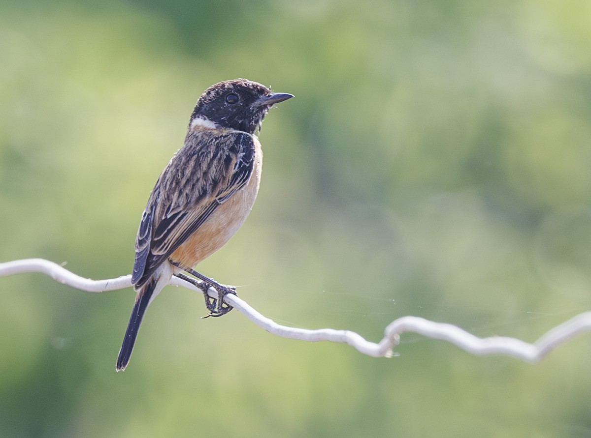 Siberian Stonechat (Siberian) - ML635137023