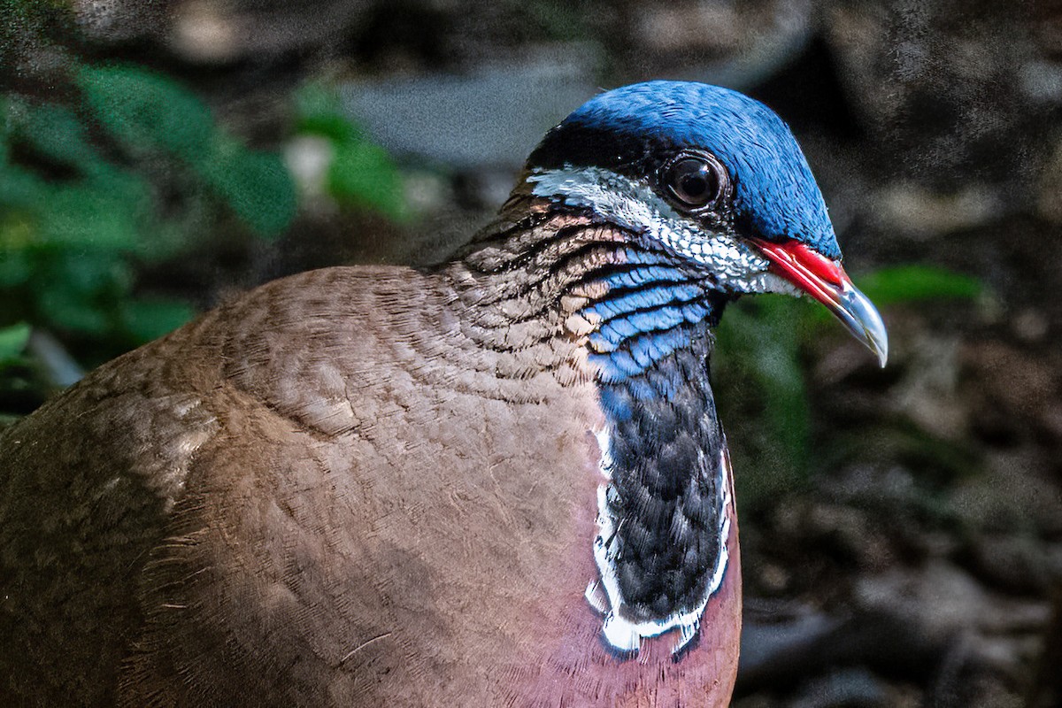 Blue-headed Quail-Dove - ML635137168