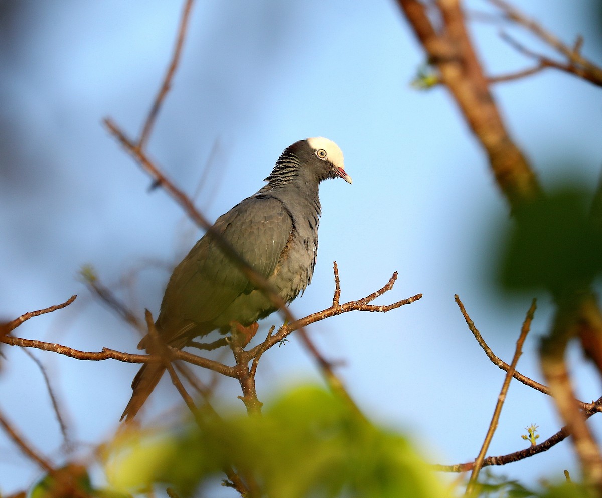 White-crowned Pigeon - ML635137183