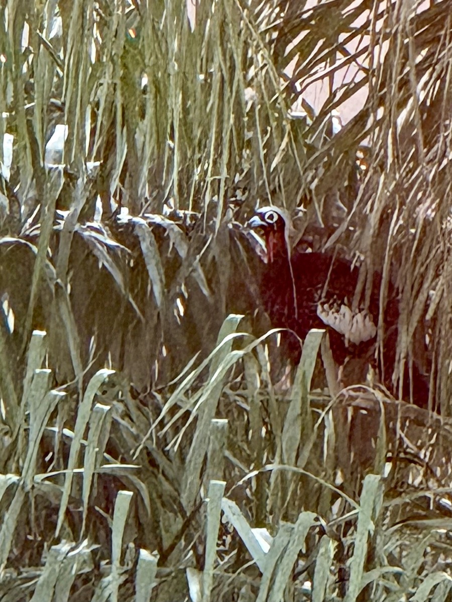 Black-fronted Piping-Guan - ML635137193