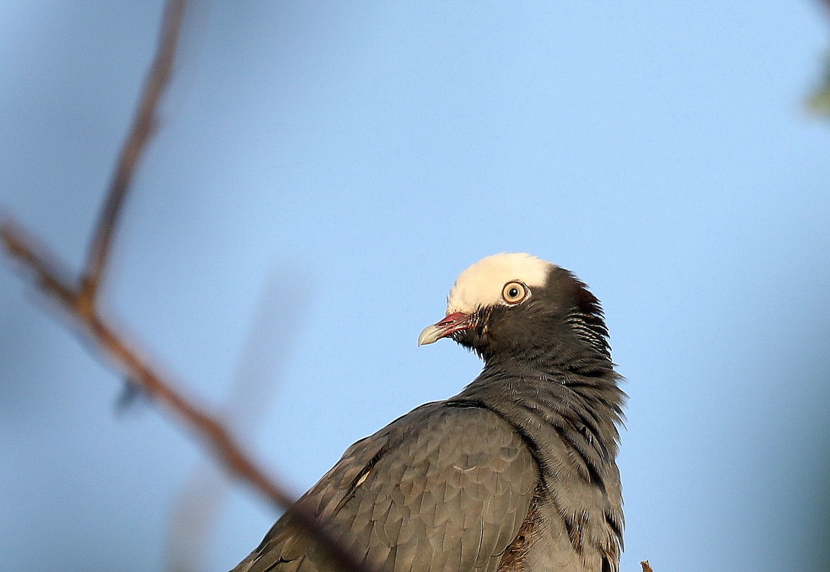 White-crowned Pigeon - ML635137209