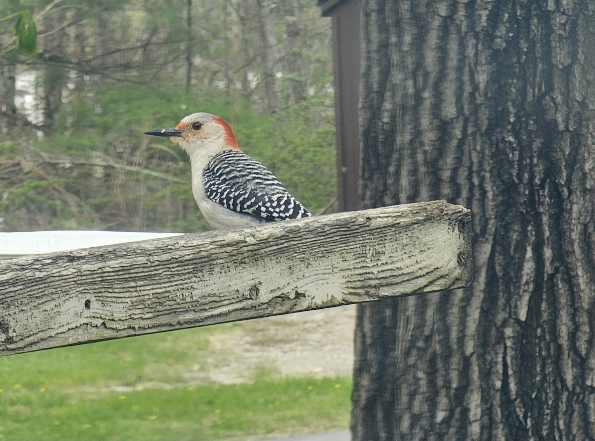 Red-bellied Woodpecker - ML635137274