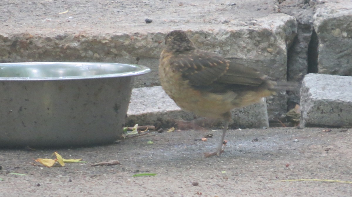 Clay-colored Thrush - ML635137308