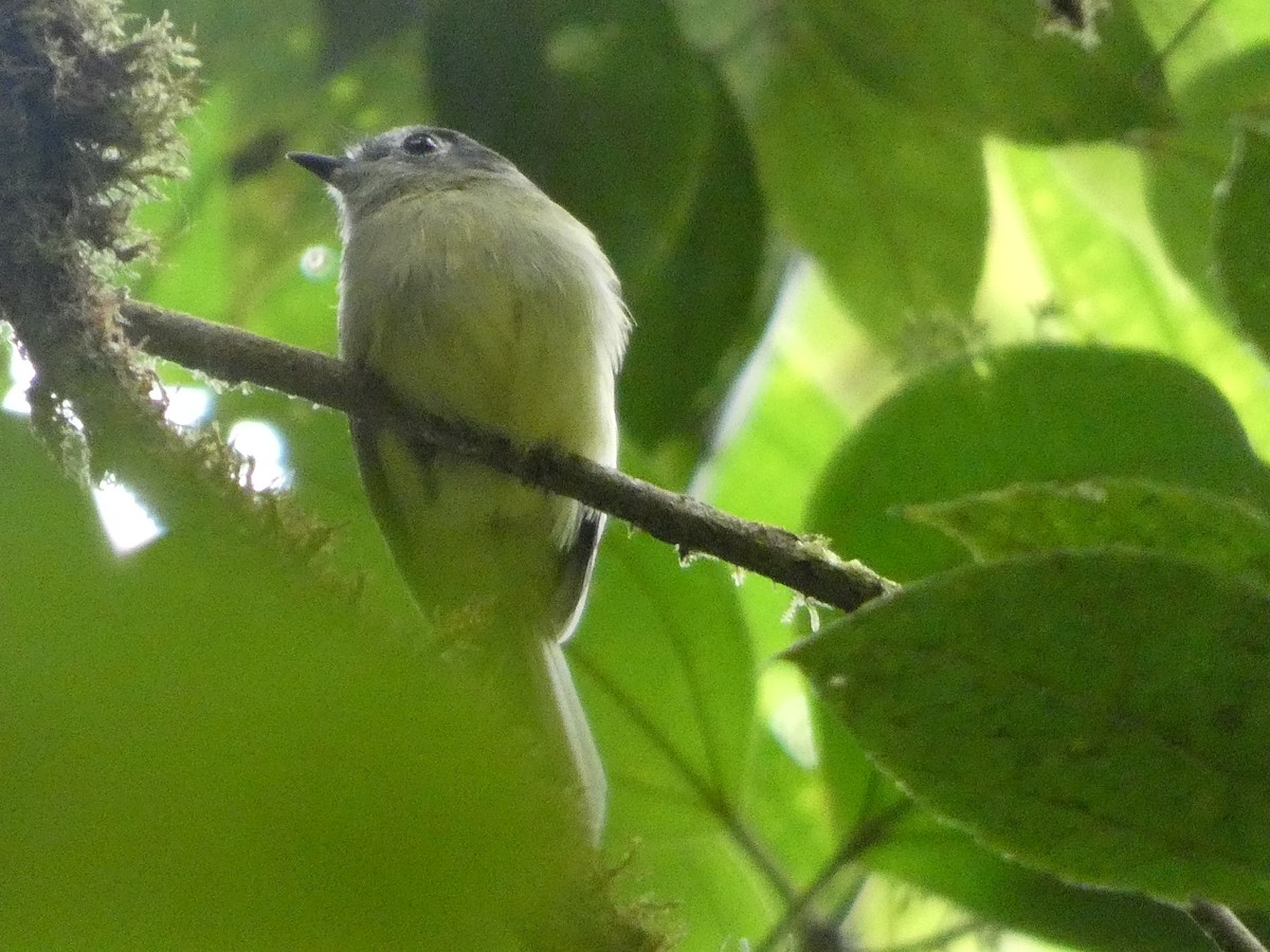 Slaty-capped Flycatcher - ML635137328