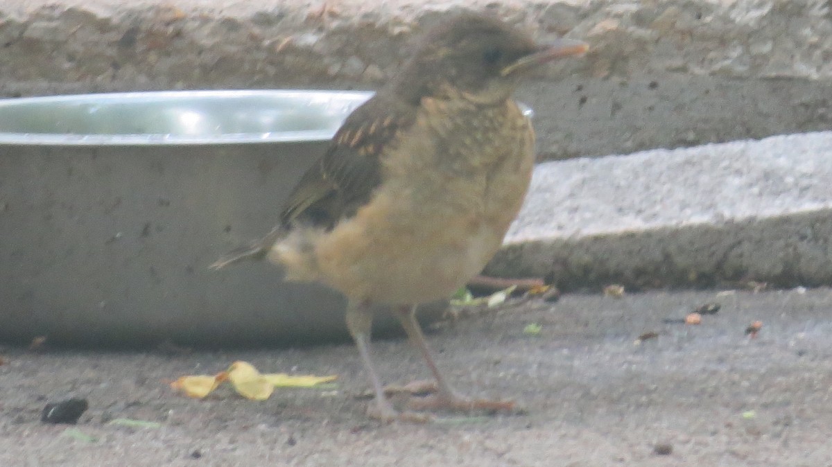 Clay-colored Thrush - ML635137354