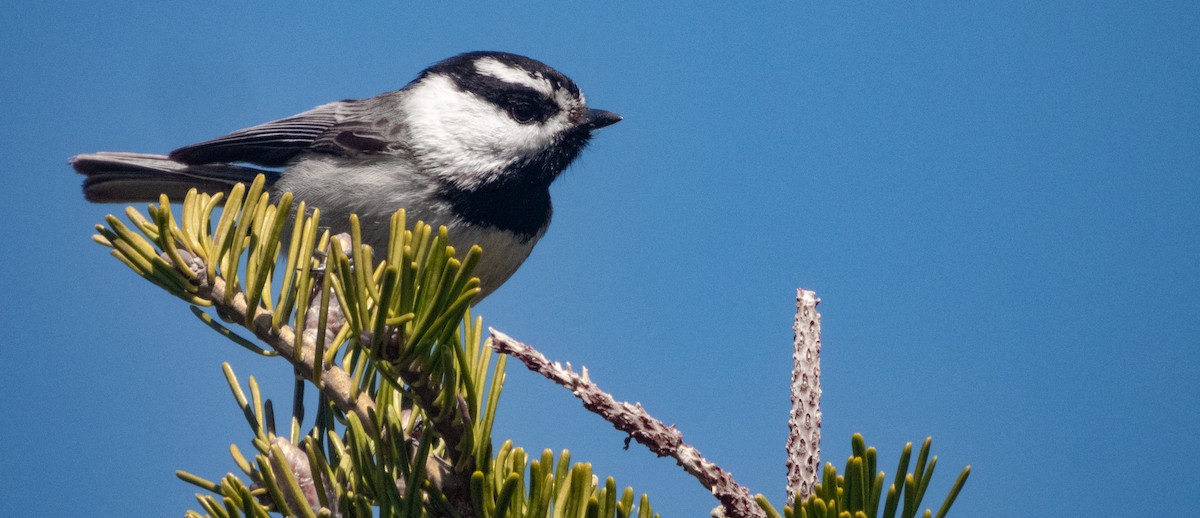 Mountain Chickadee - ML635137368