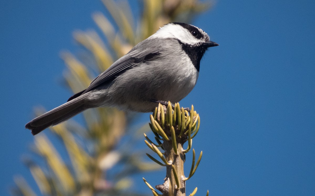 Mountain Chickadee - ML635137369