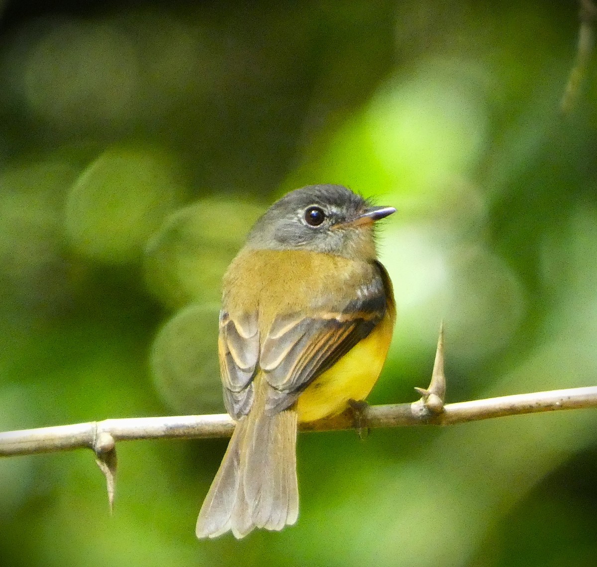 Tawny-chested Flycatcher - ML635137433