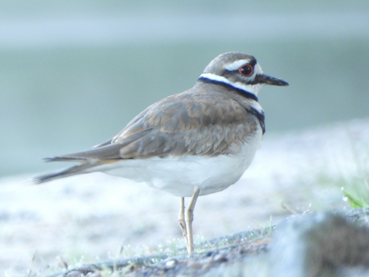 Killdeer - ML635137467