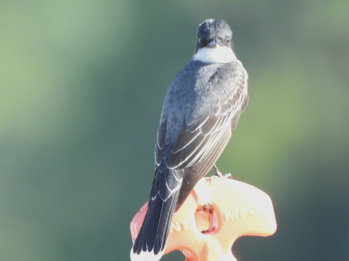 Eastern Kingbird - ML635137512