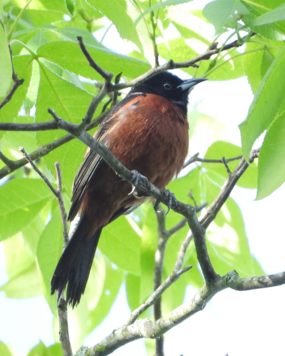 Orchard Oriole - ML635137531