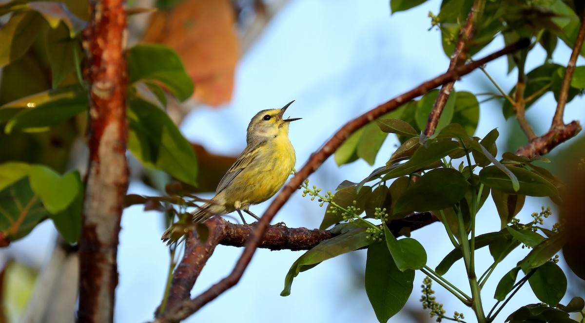 Vitelline Warbler - ML635137566