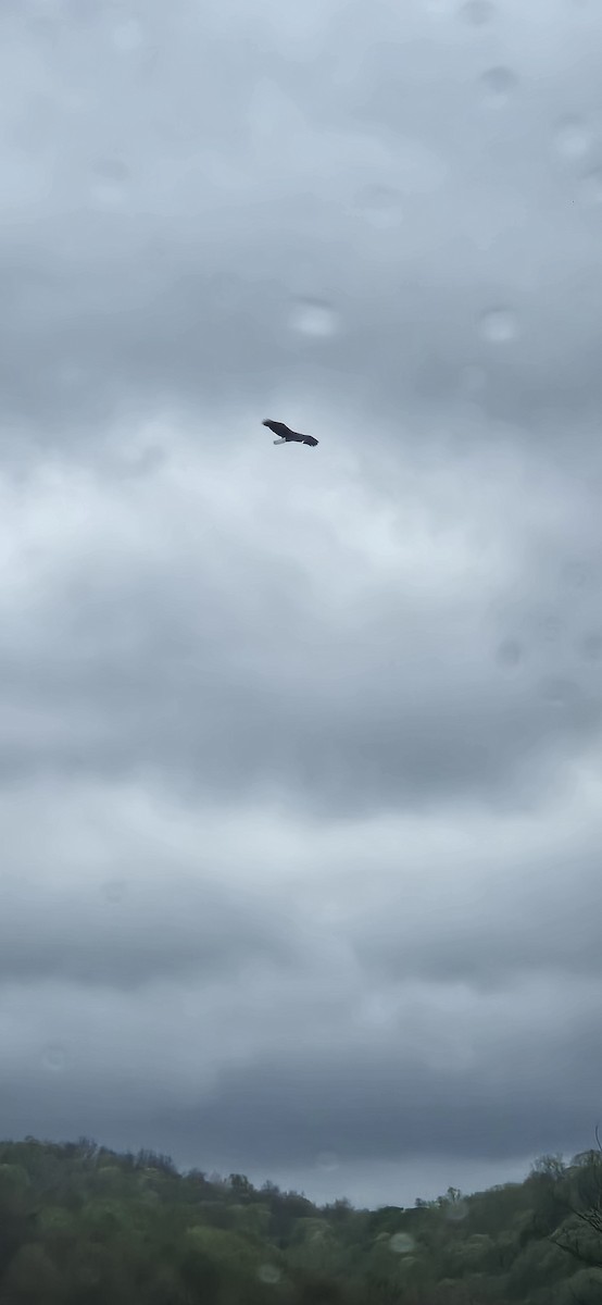 hvithodehavørn - ML635137589