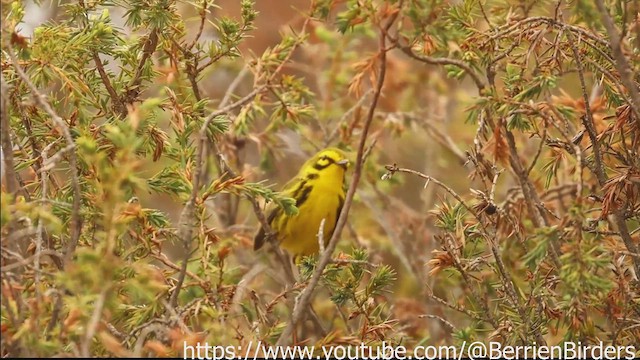 Prairie Warbler - ML635137656