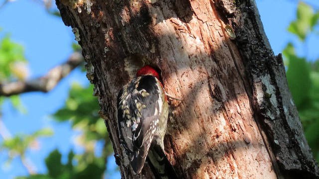Red-breasted Sapsucker - ML635137668