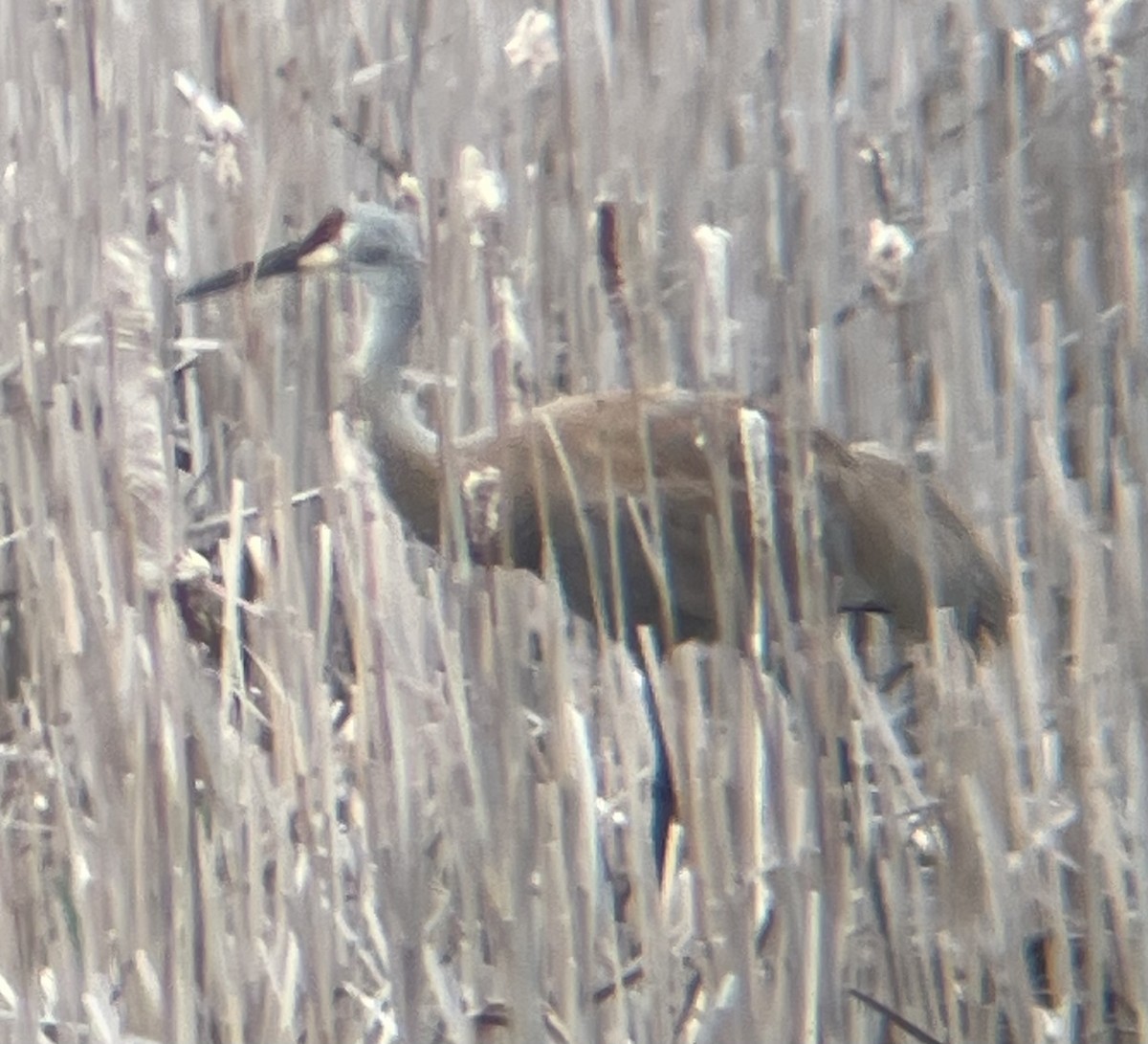Sandhill Crane - ML635137738
