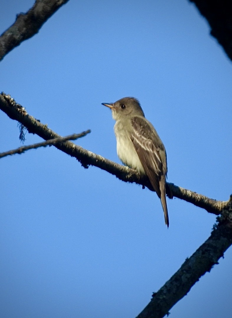 Eastern Wood-Pewee - ML635137829