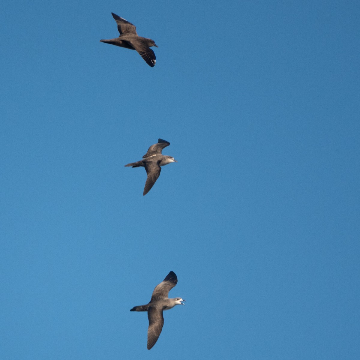 Herald Petrel - ML635137848