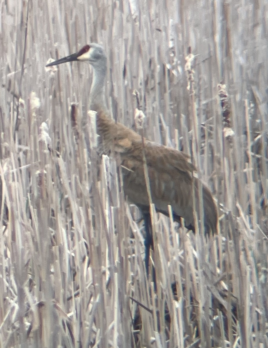 Sandhill Crane - ML635137889
