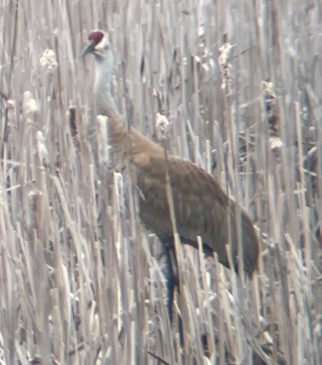 Sandhill Crane - ML635137890