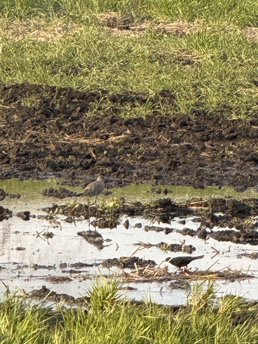 vodouš břehoušovitý - ML635137971