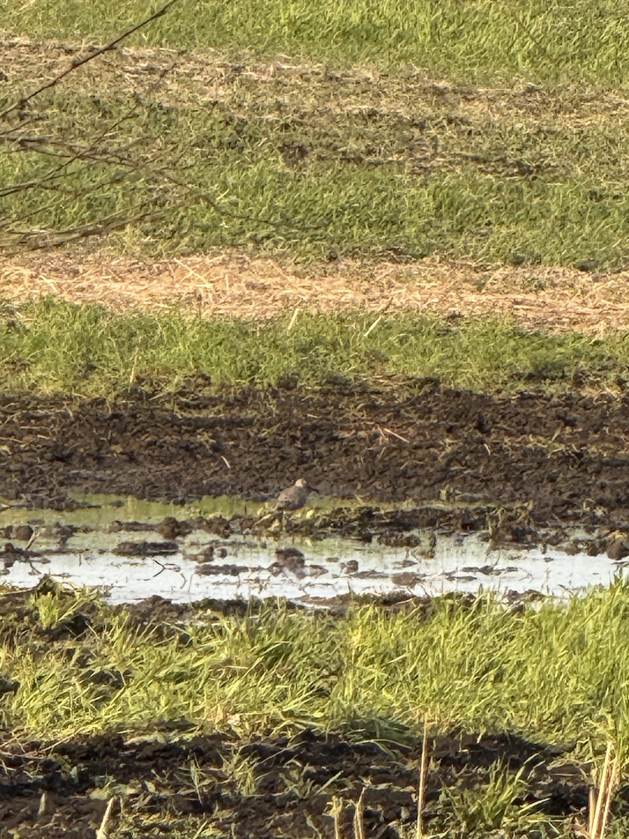 vodouš břehoušovitý - ML635137972