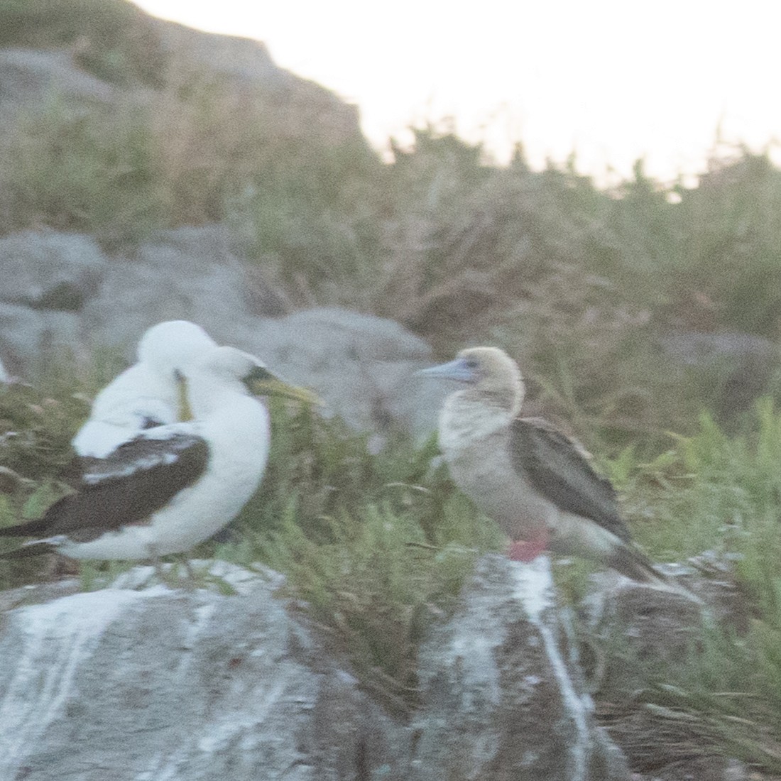 Red-footed Booby - ML635138009