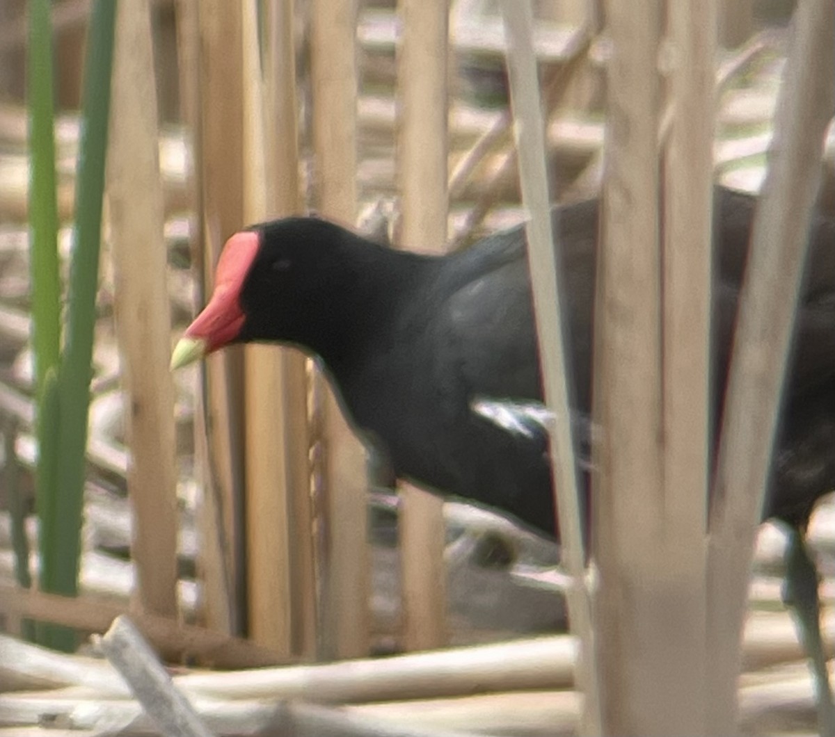 Common Gallinule - ML635138021