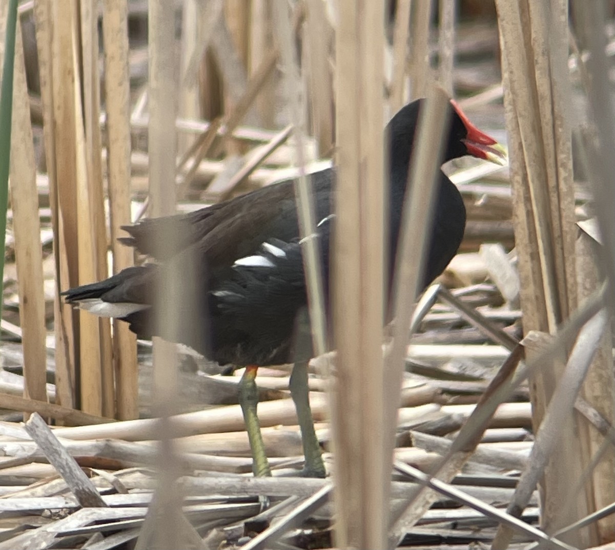 Common Gallinule - ML635138022