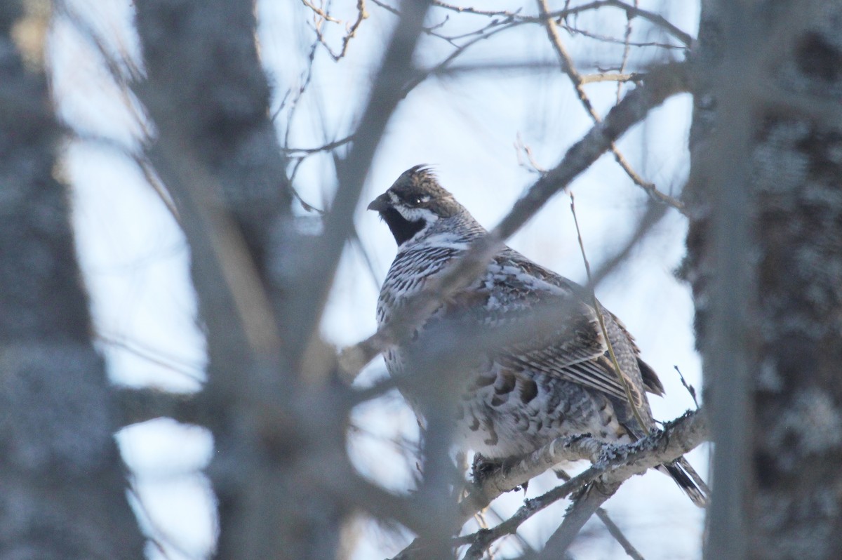 Hazel Grouse - ML635138029