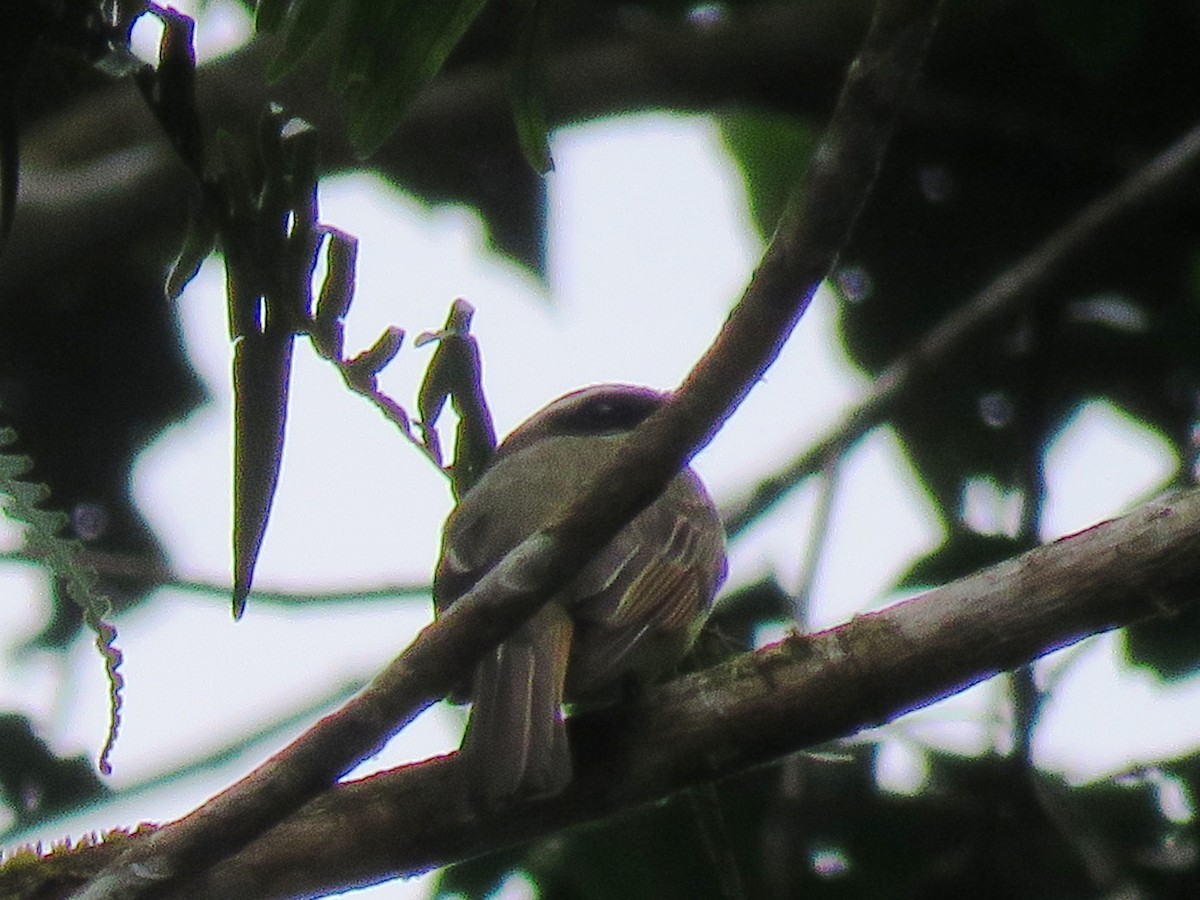 Golden-bellied Flycatcher - ML635138067
