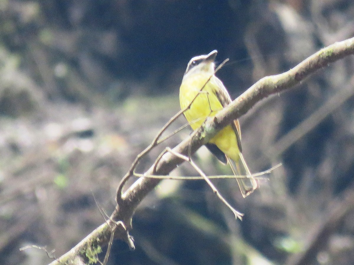Golden-bellied Flycatcher - ML635138068