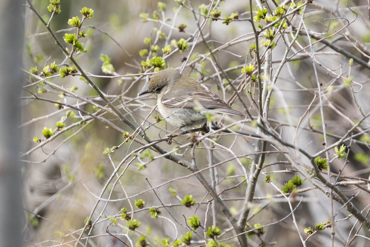 lesňáček borovicový - ML635138113
