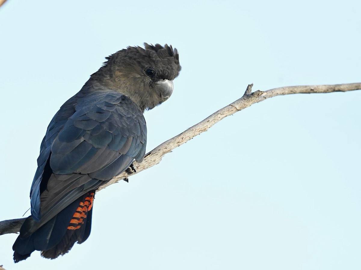 Parlak Siyah Kakadu - ML635138242