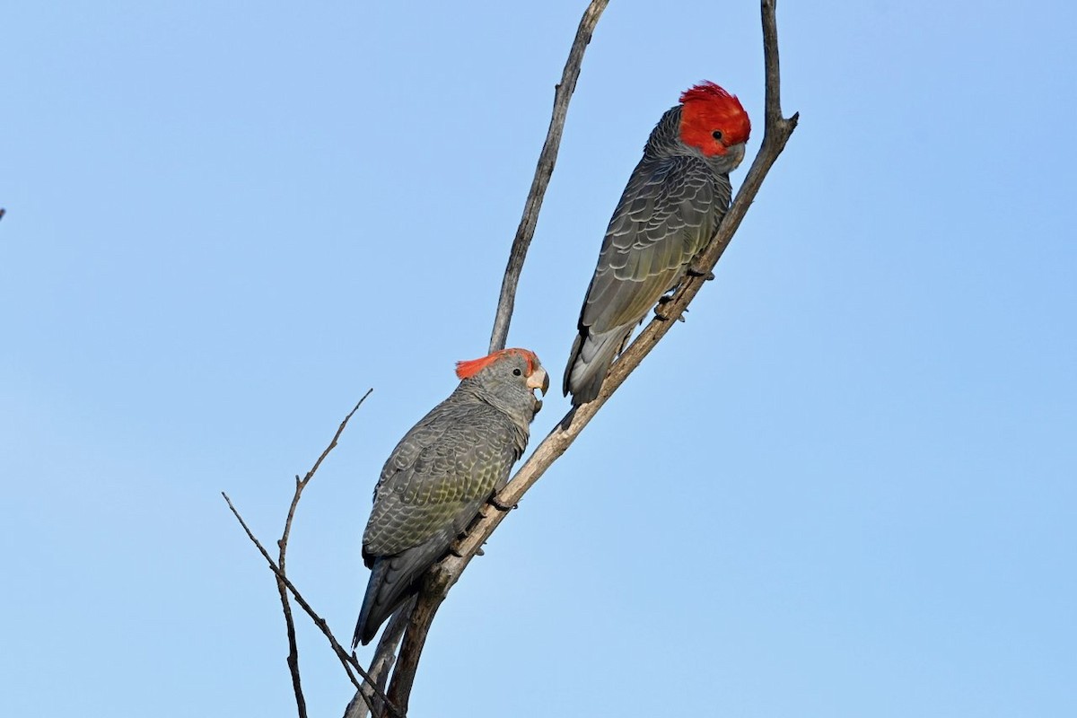 Gang-gang Cockatoo - ML635138308