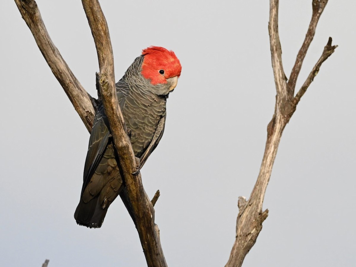 Gang-gang Cockatoo - ML635138309