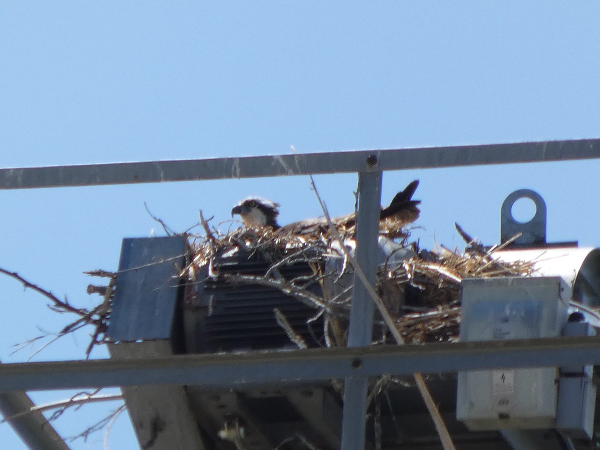 Osprey - ML635138363