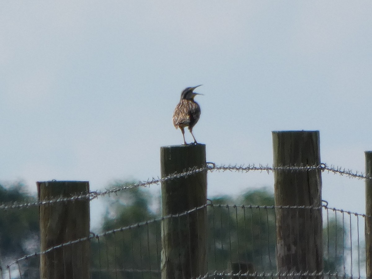 Eastern Meadowlark - ML635138374
