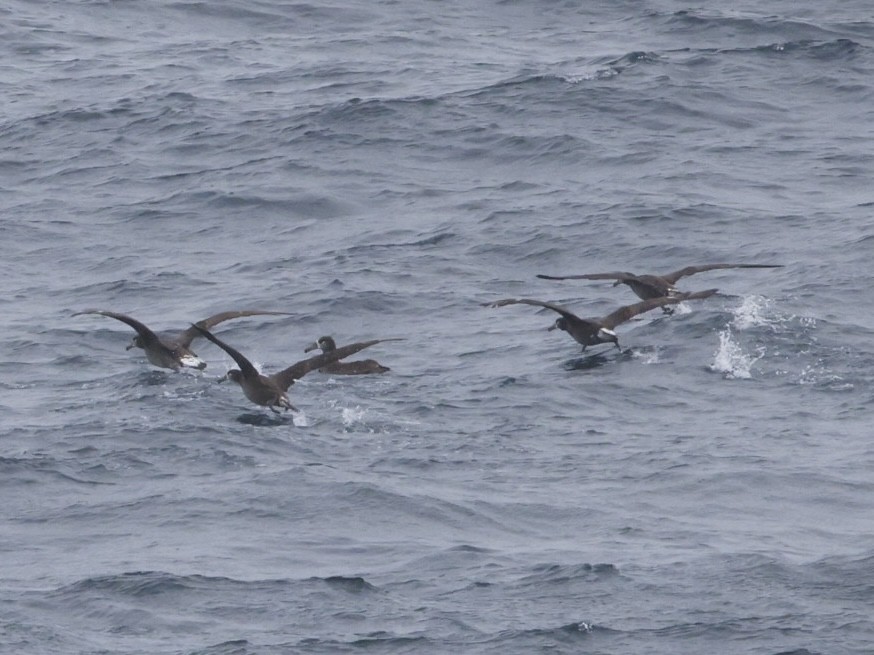 Black-footed Albatross - ML635138380