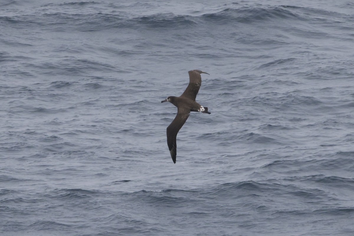 Black-footed Albatross - ML635138381