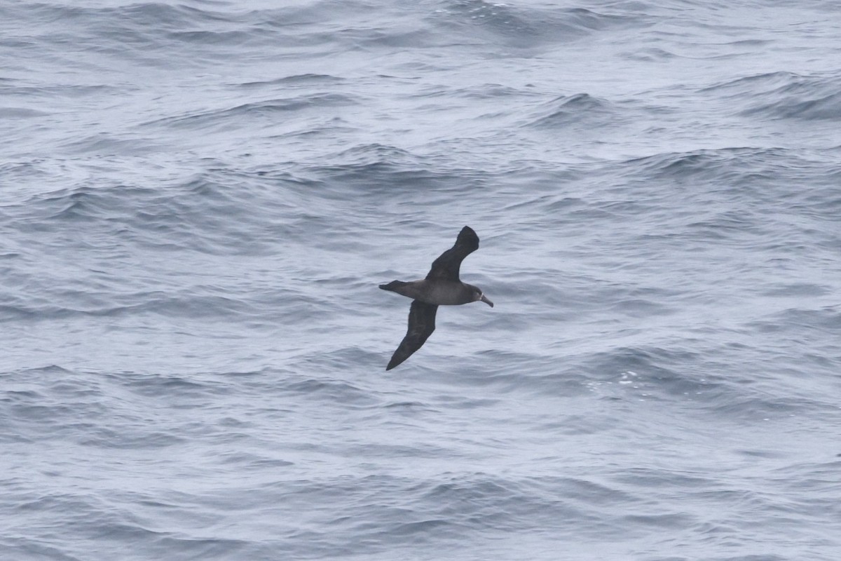 Black-footed Albatross - ML635138382