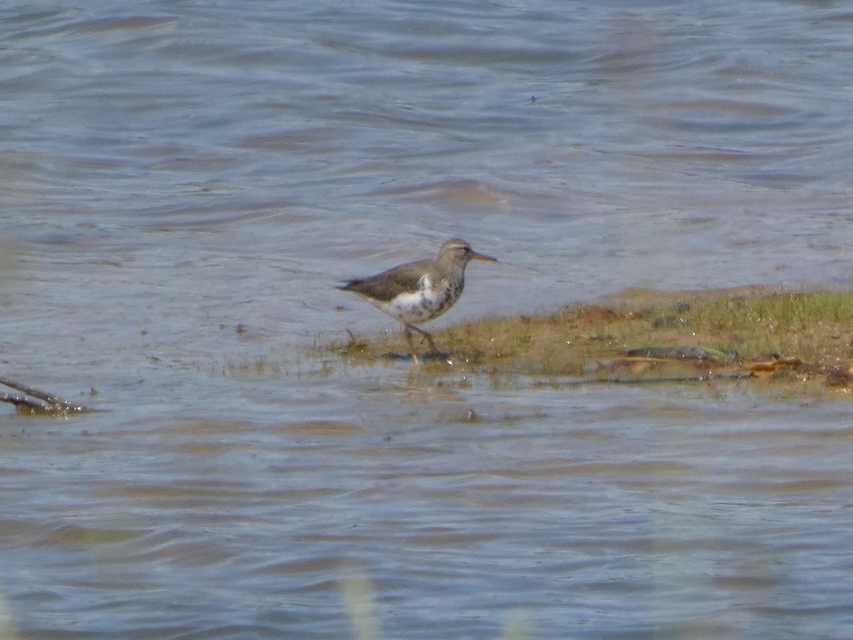 Spotted Sandpiper - ML635138394